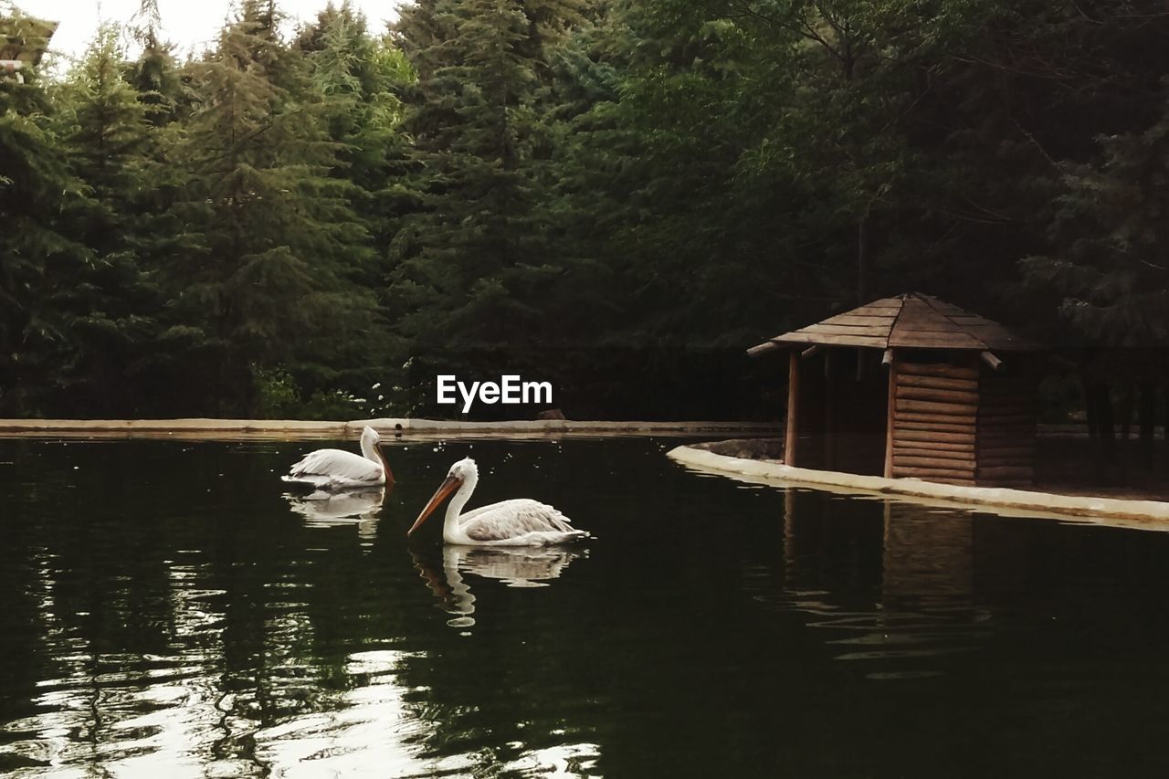 Ducks swimming in lake