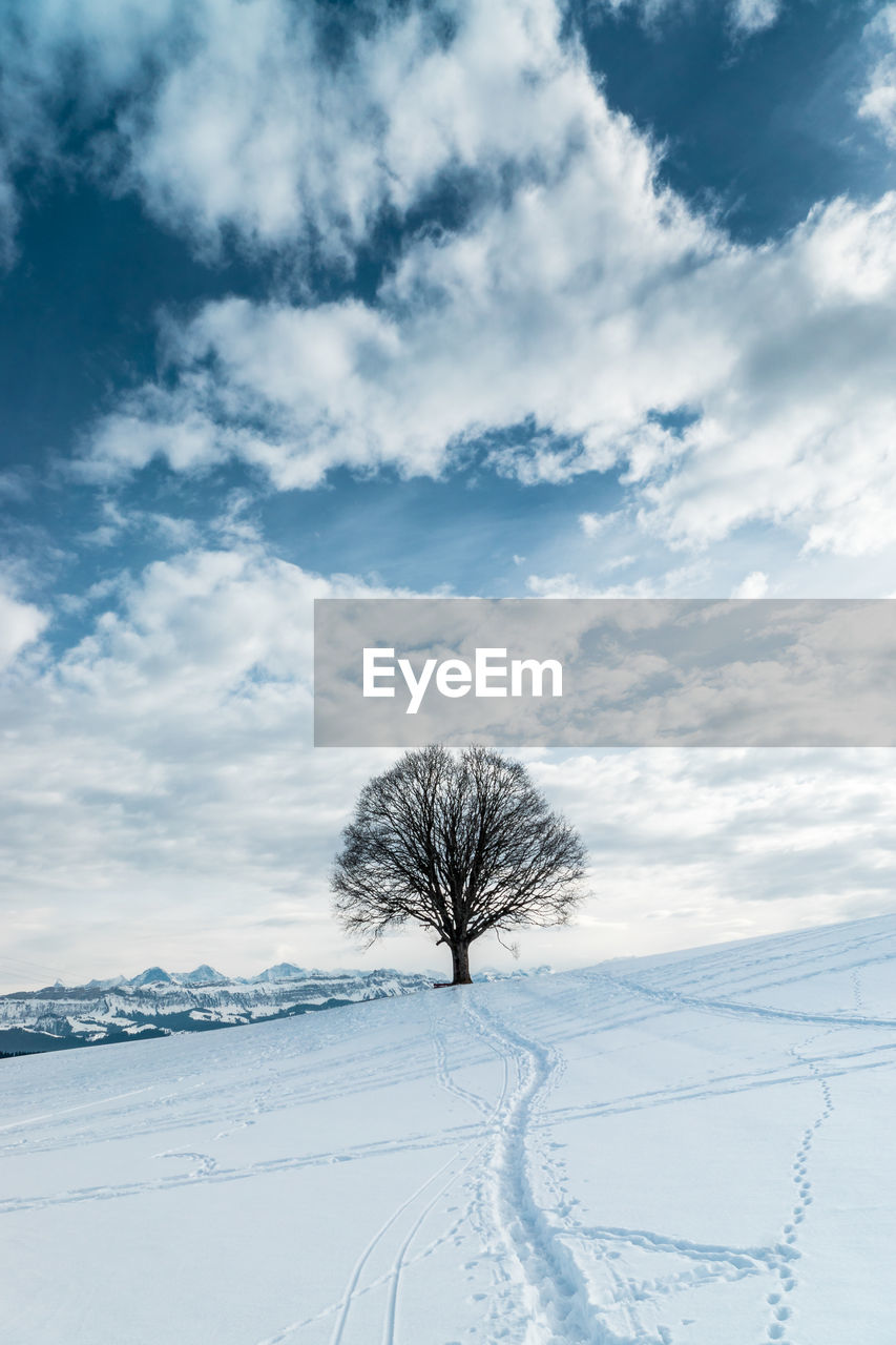 Bare tree on snow covered landscape against sky