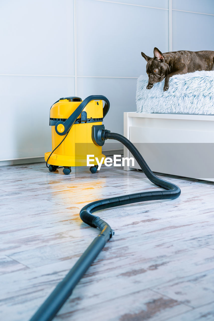 French bulldog looking at vacuum cleaner at home