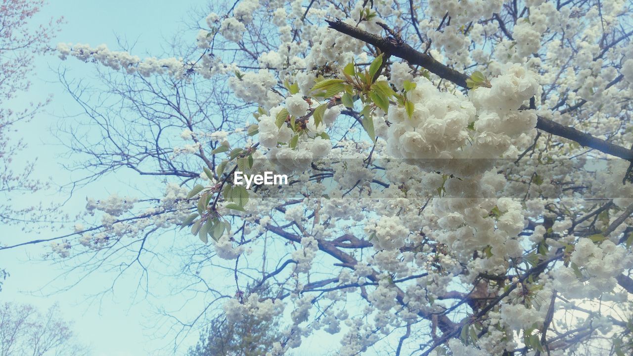 LOW ANGLE VIEW OF WHITE FLOWERS ON TREE BRANCH