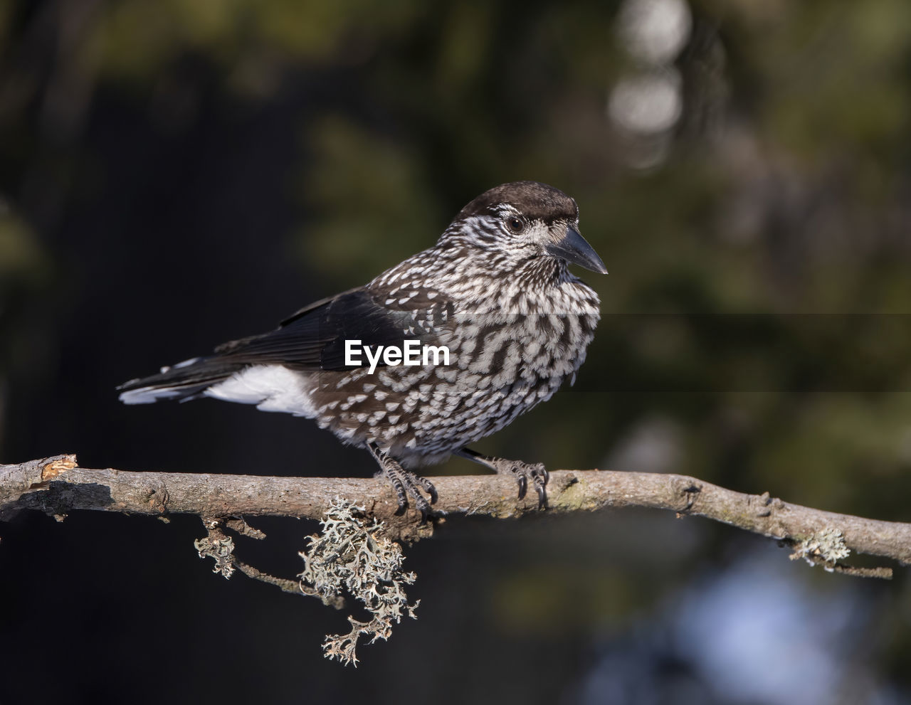 low angle view of bird perching on branch