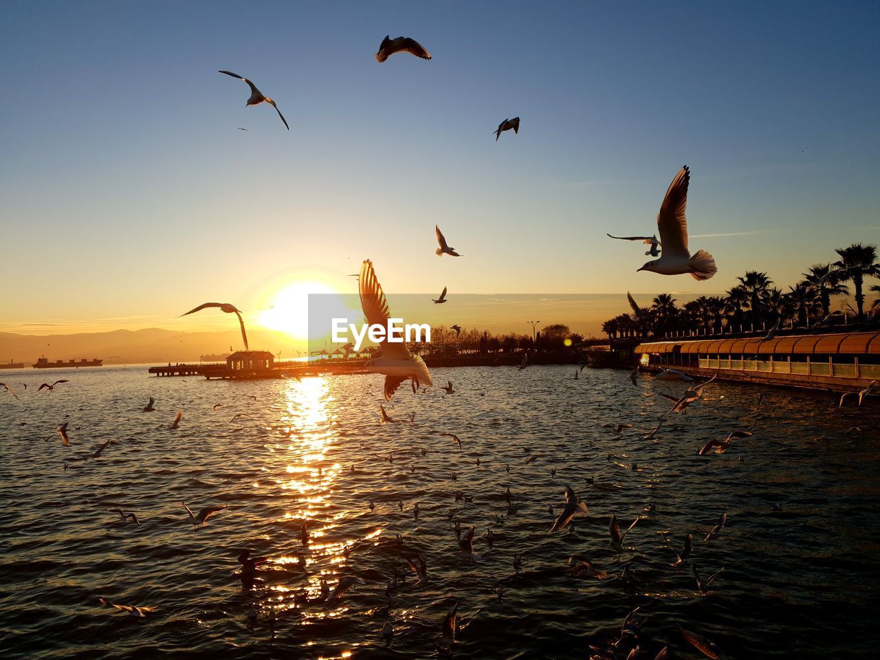 Silhouette of birds flying over lake against sky during sunset