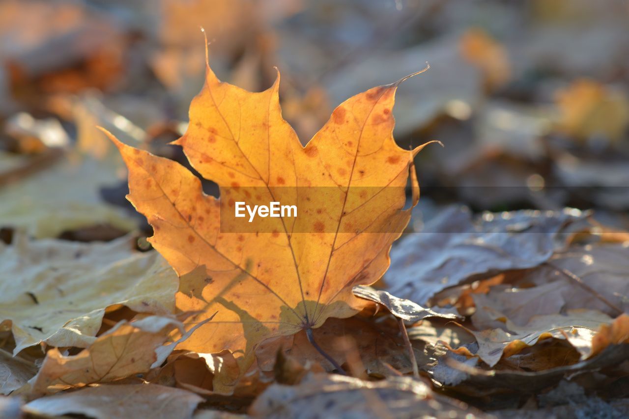 Close-up of dry maple leaf in water