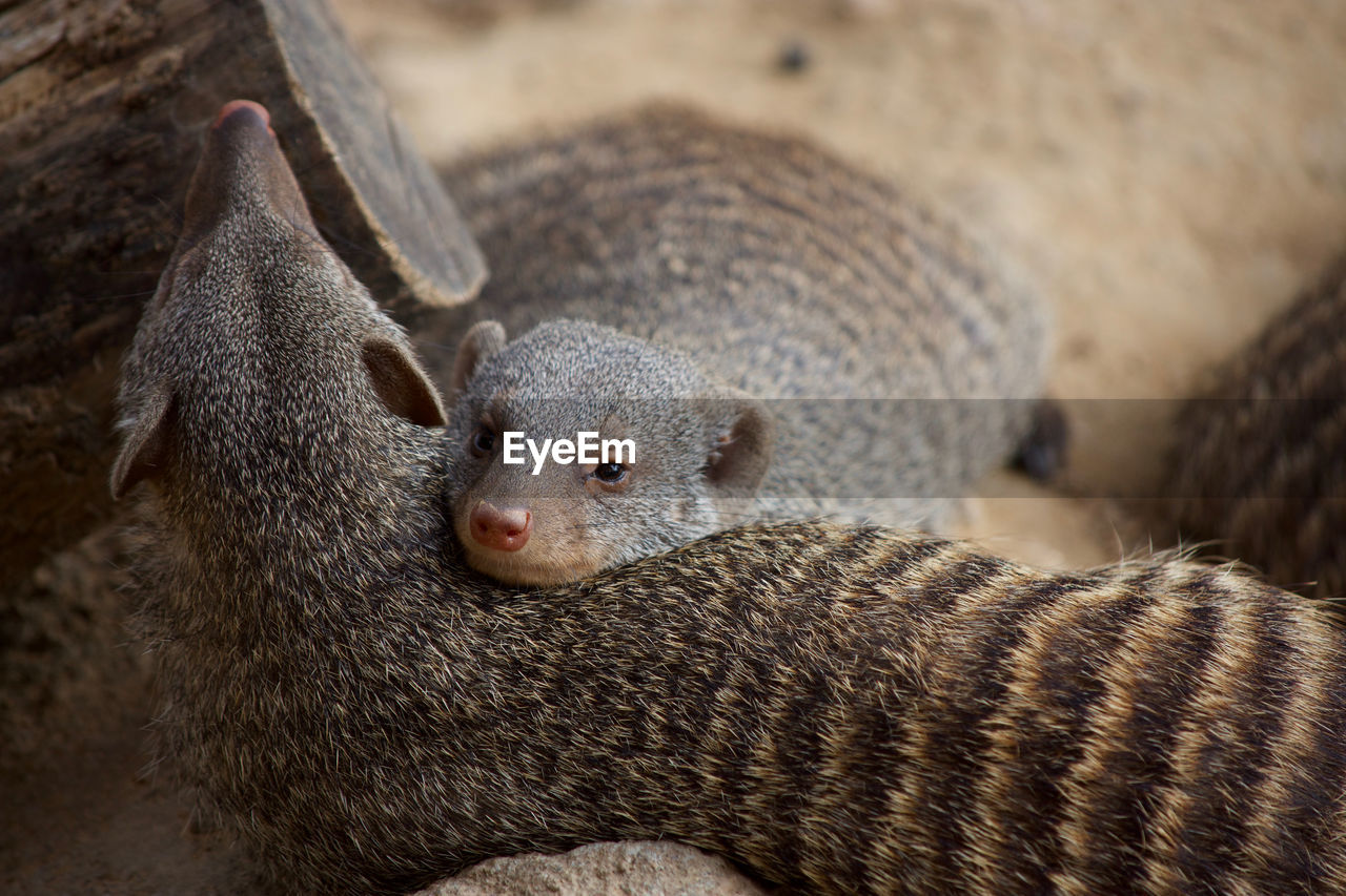 Close-up of mongoose 