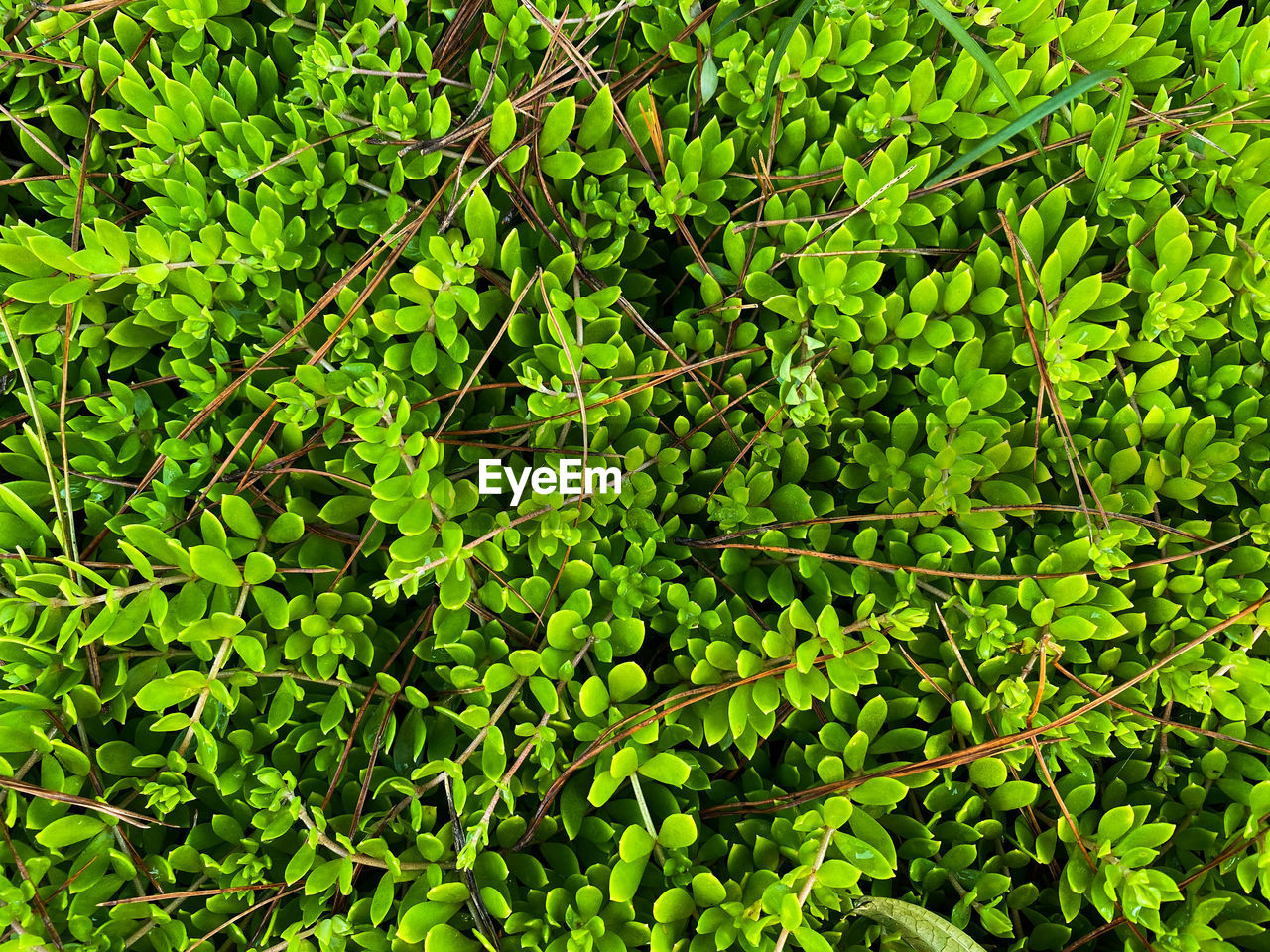 FULL FRAME SHOT OF FRESH GREEN PLANT