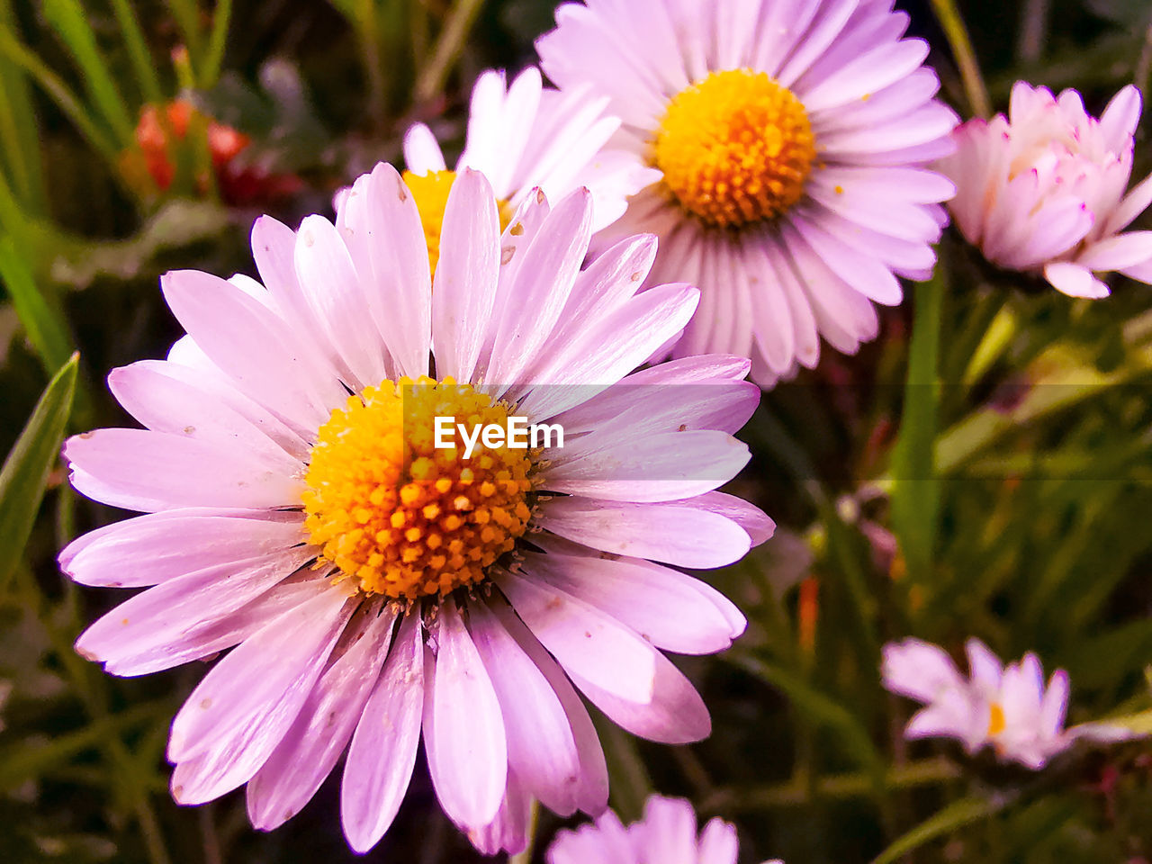 Close-up of pink flowering plants