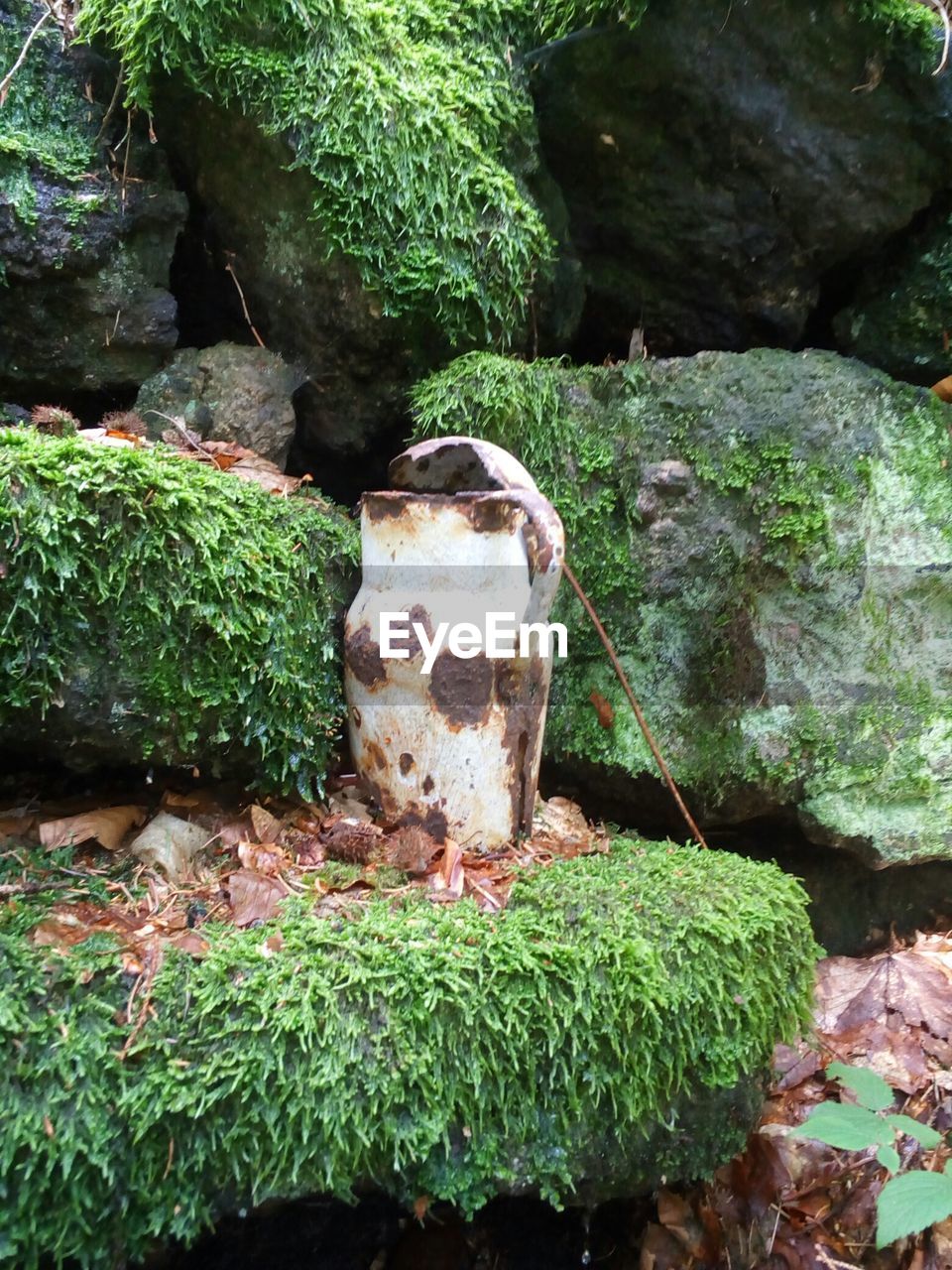 CLOSE-UP OF MUSHROOMS ON ROCK