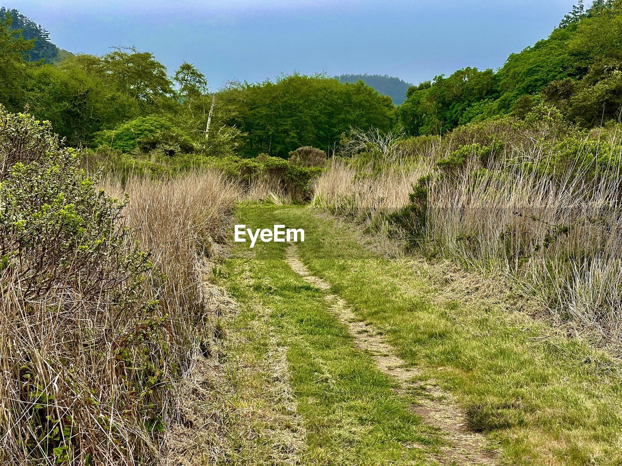 PLANTS GROWING ON LAND