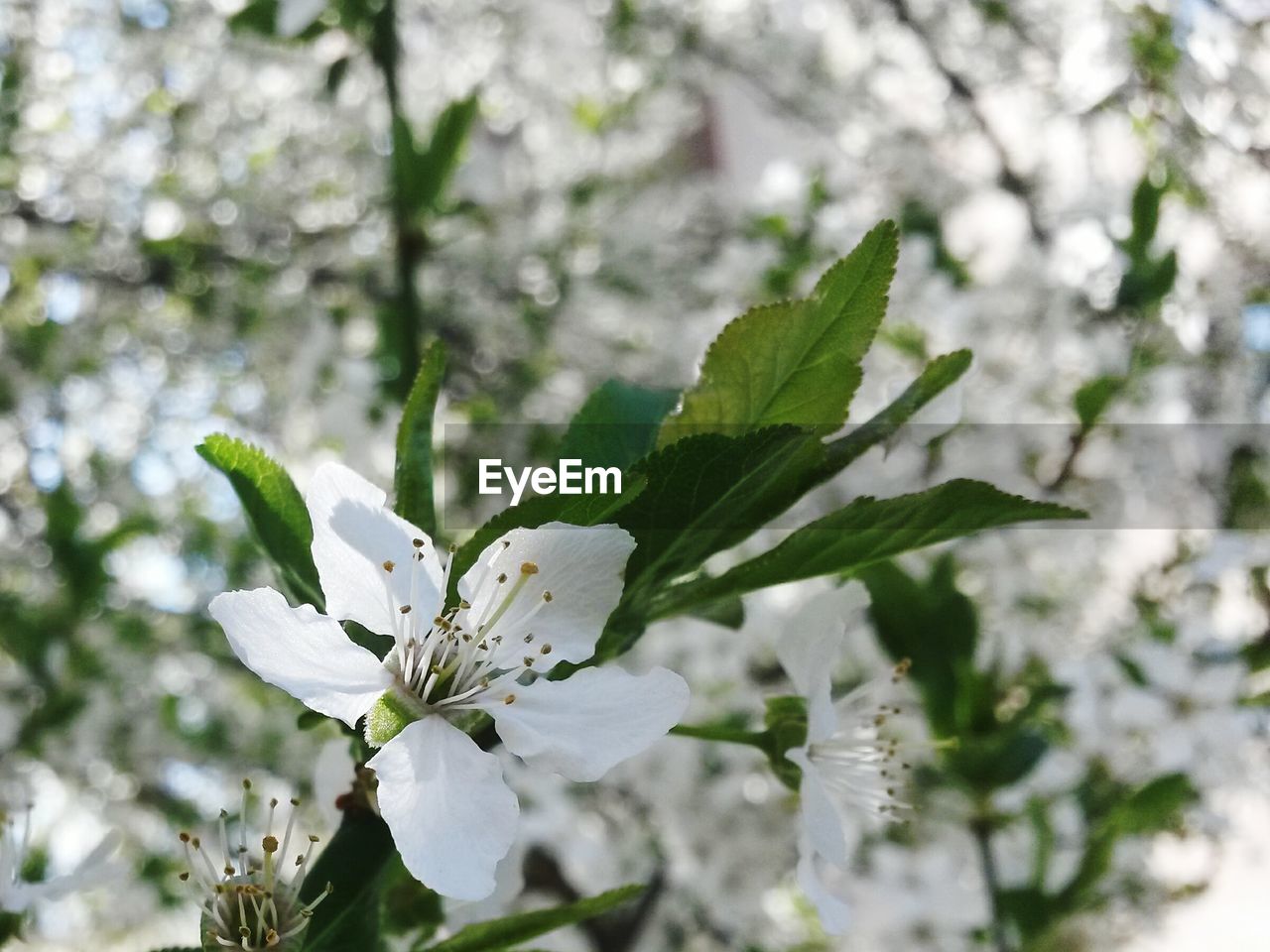 Close-up of white flower tree