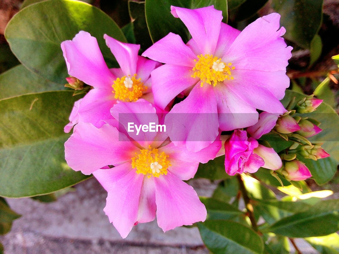 Close-up of pink flowers blooming outdoors