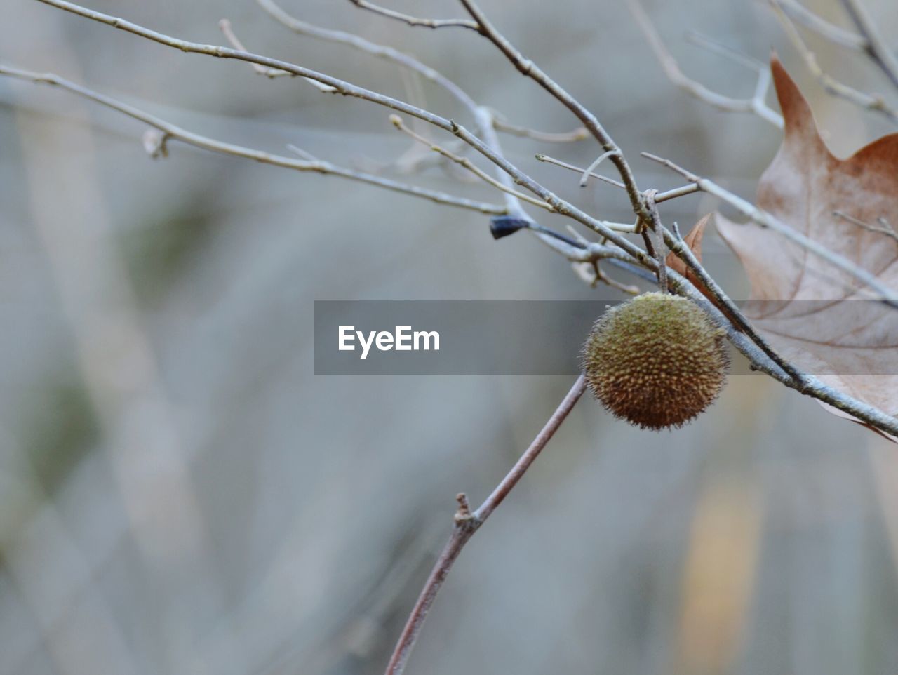 Close-up of fruit on bare tree