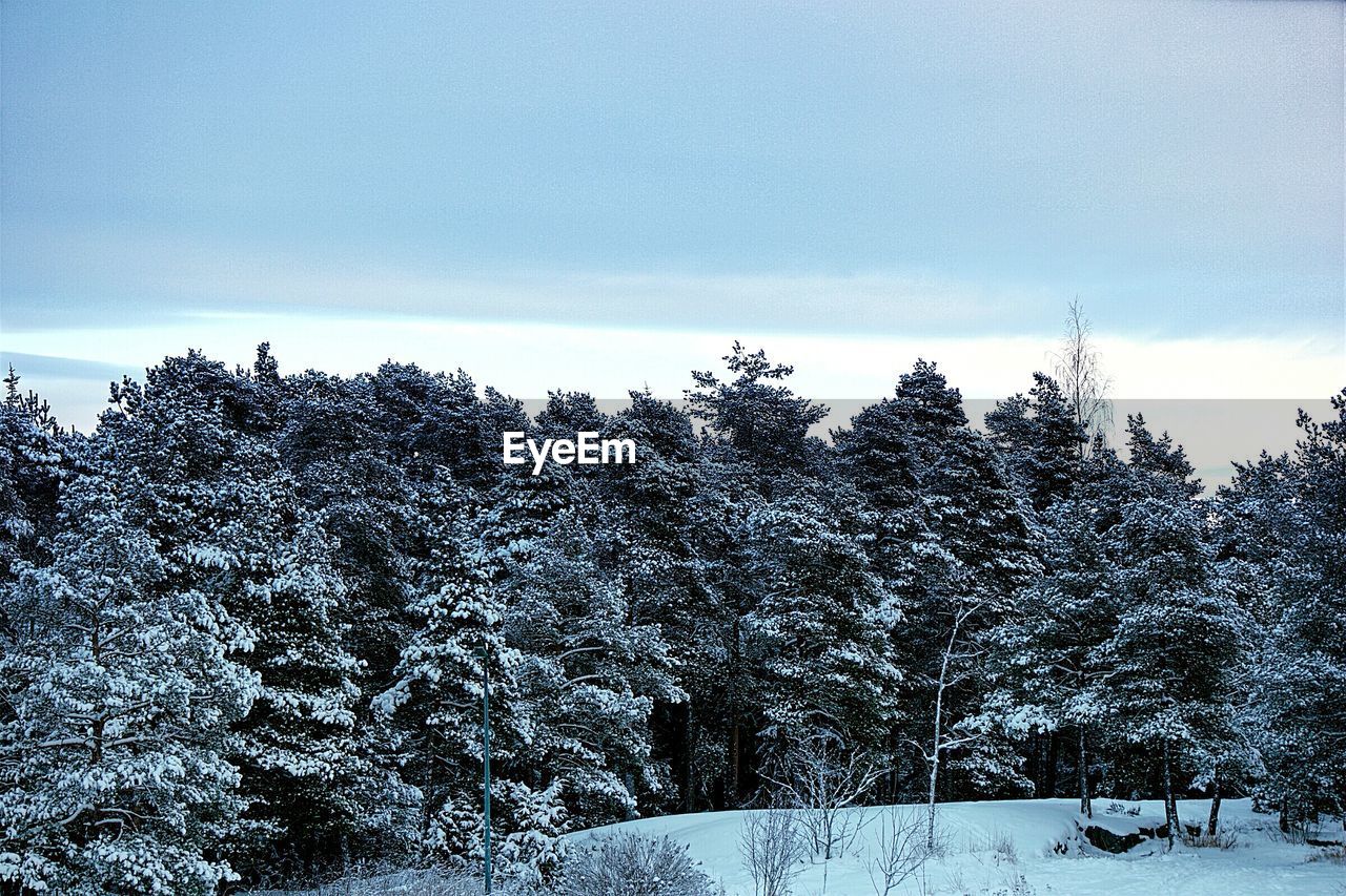 Frozen trees on field against sky