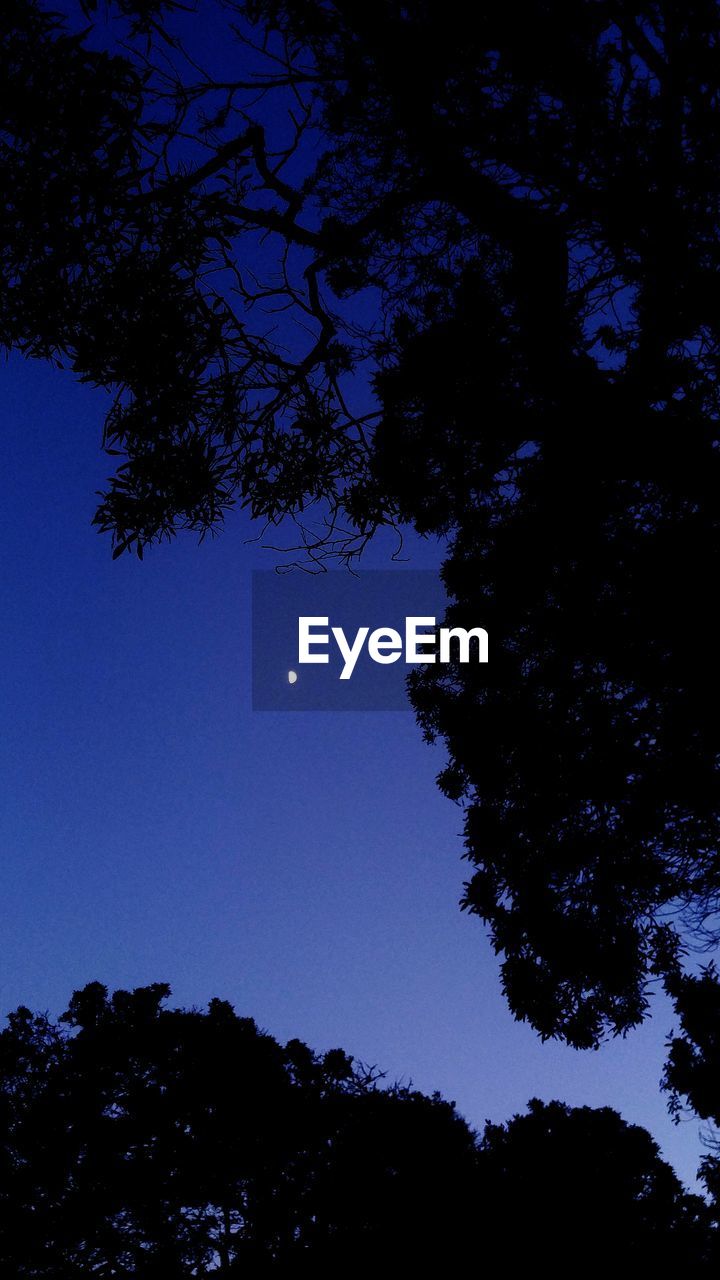 LOW ANGLE VIEW OF TREES AGAINST SKY