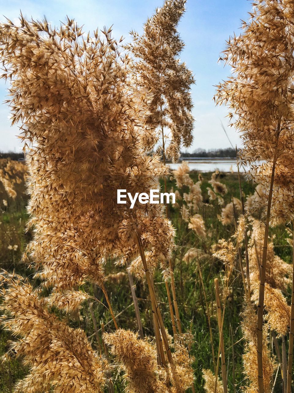 Close-up of plants growing on field