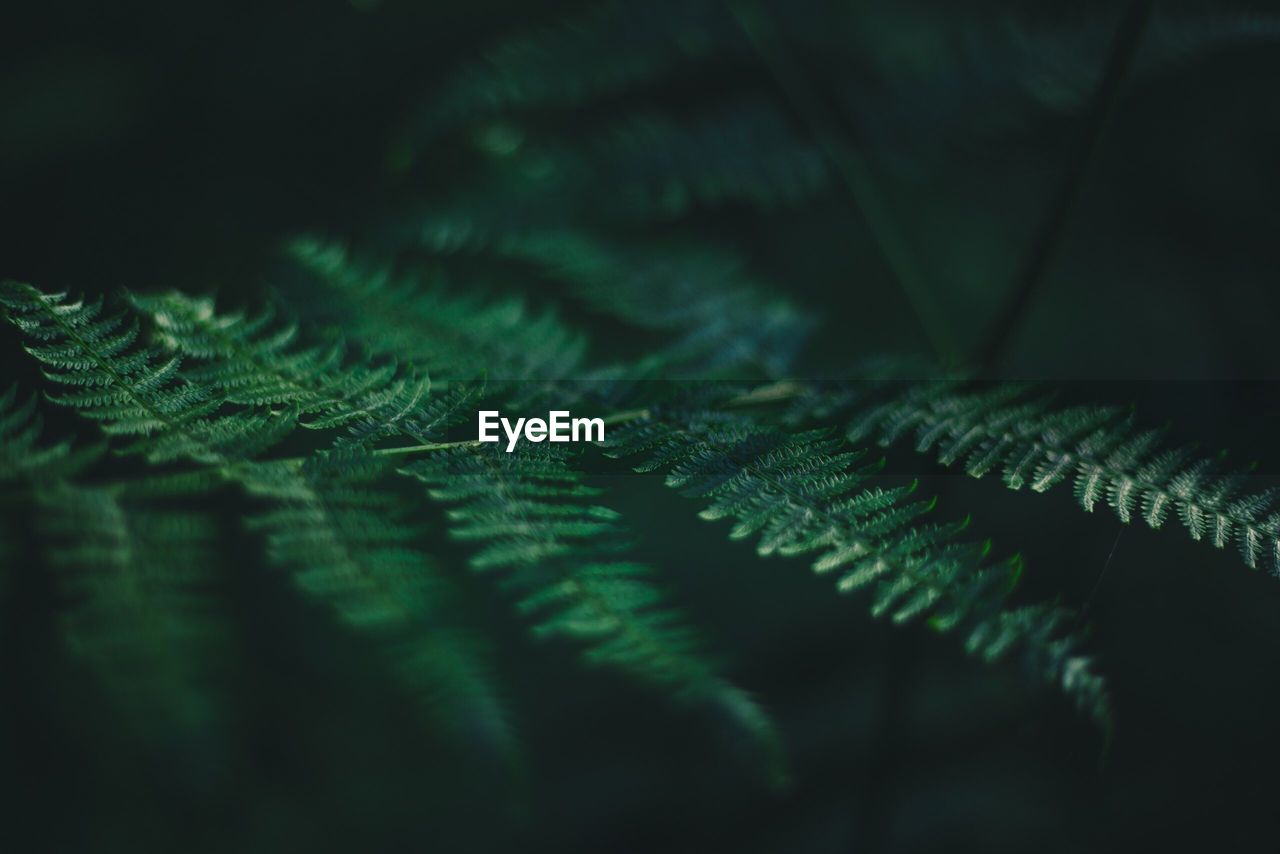 Close-up of fern leaves