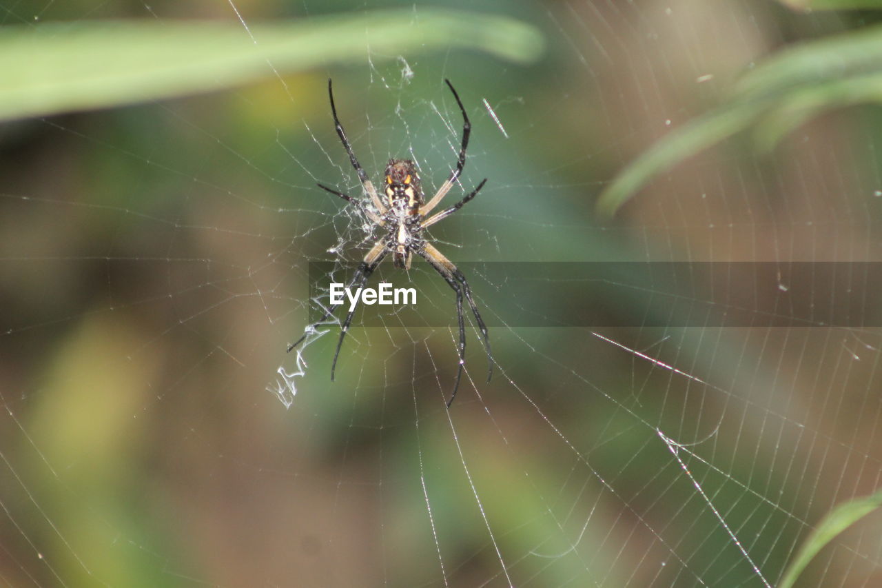 Close-up of spider on web