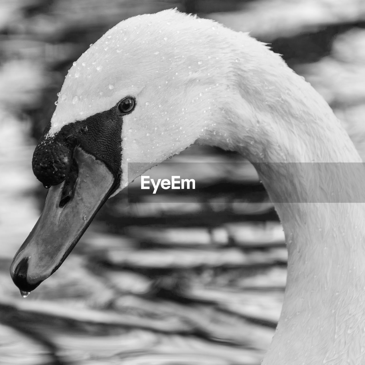 Close up of a swan