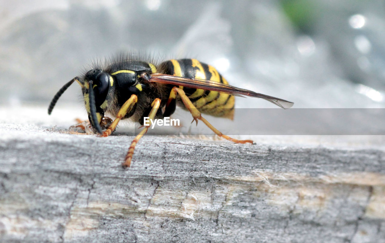 CLOSE-UP OF BEES