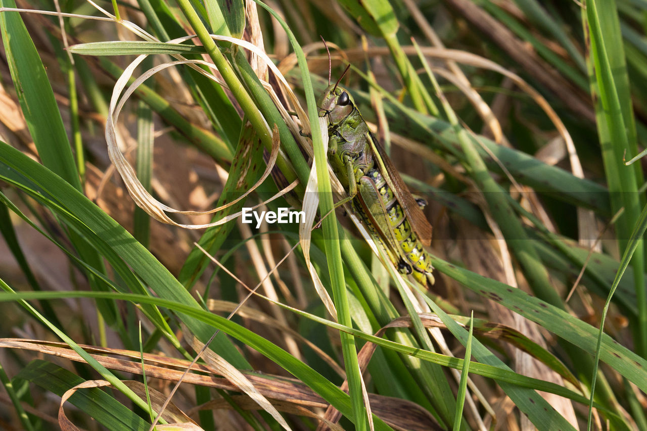 CLOSE-UP OF INSECT ON PLANTS