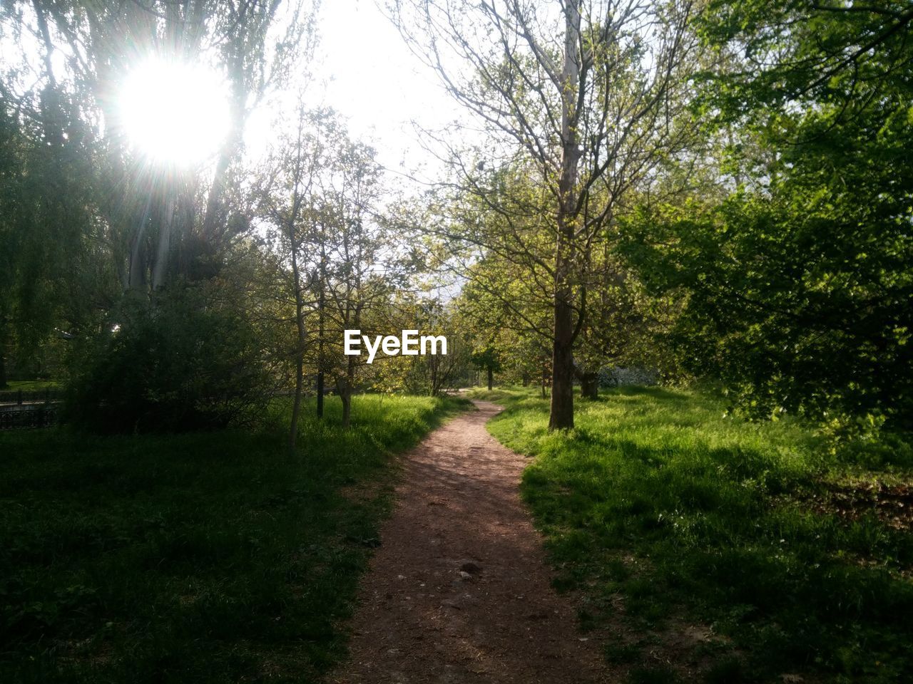 Footpath passing through forest