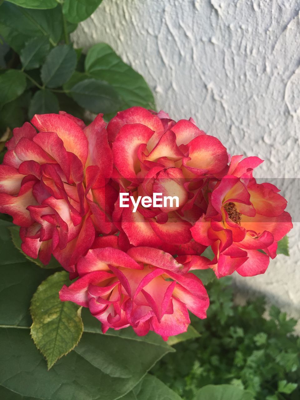 CLOSE-UP OF RED ROSES BLOOMING IN SPRING