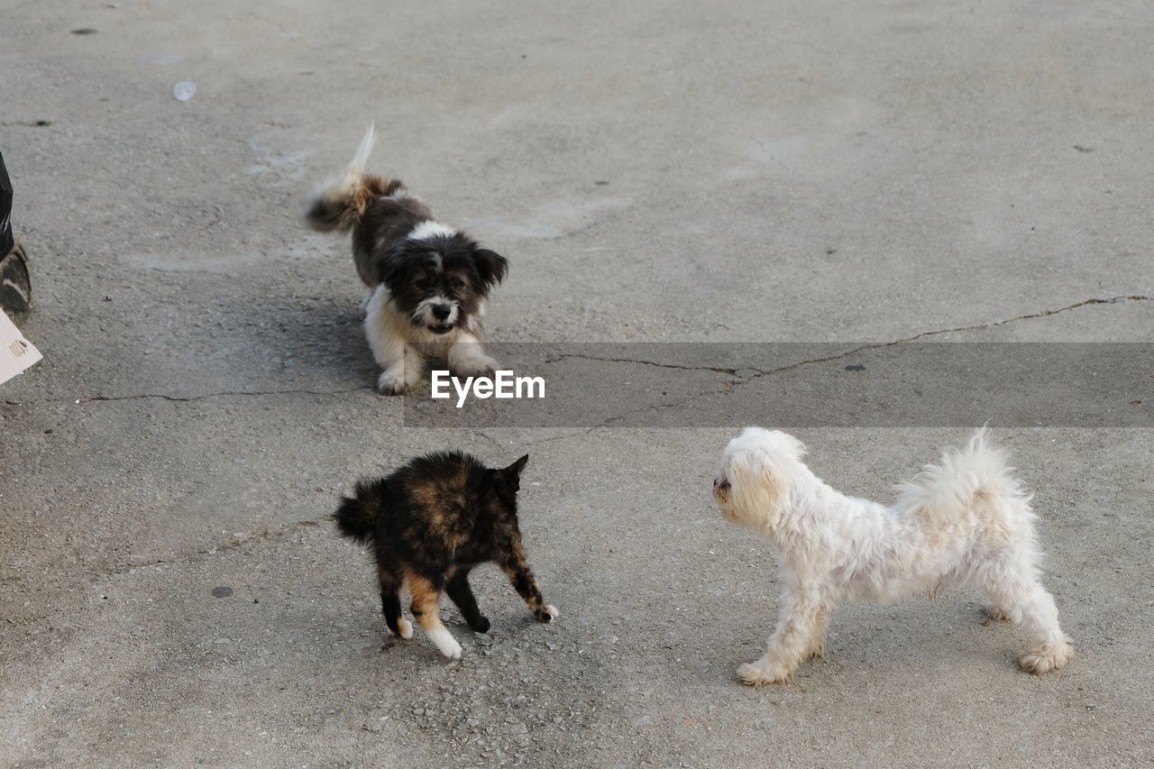 Dogs playing with cat