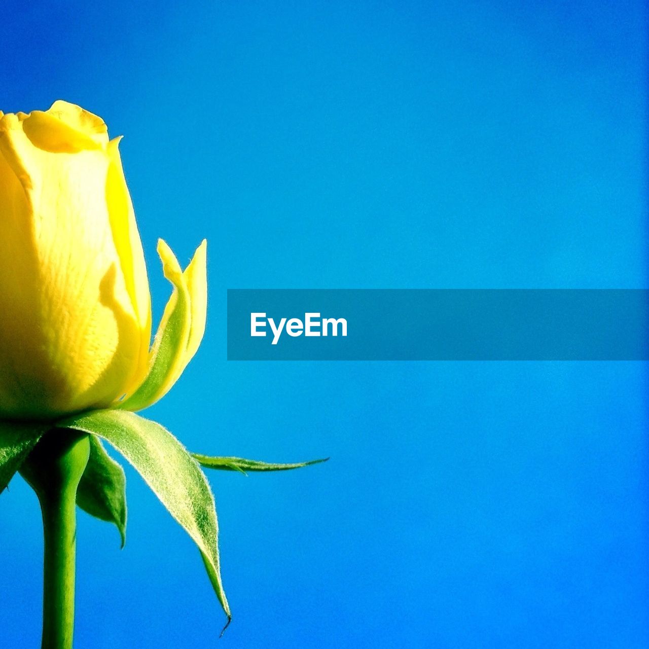 Close-up of yellow rose against clear blue sky