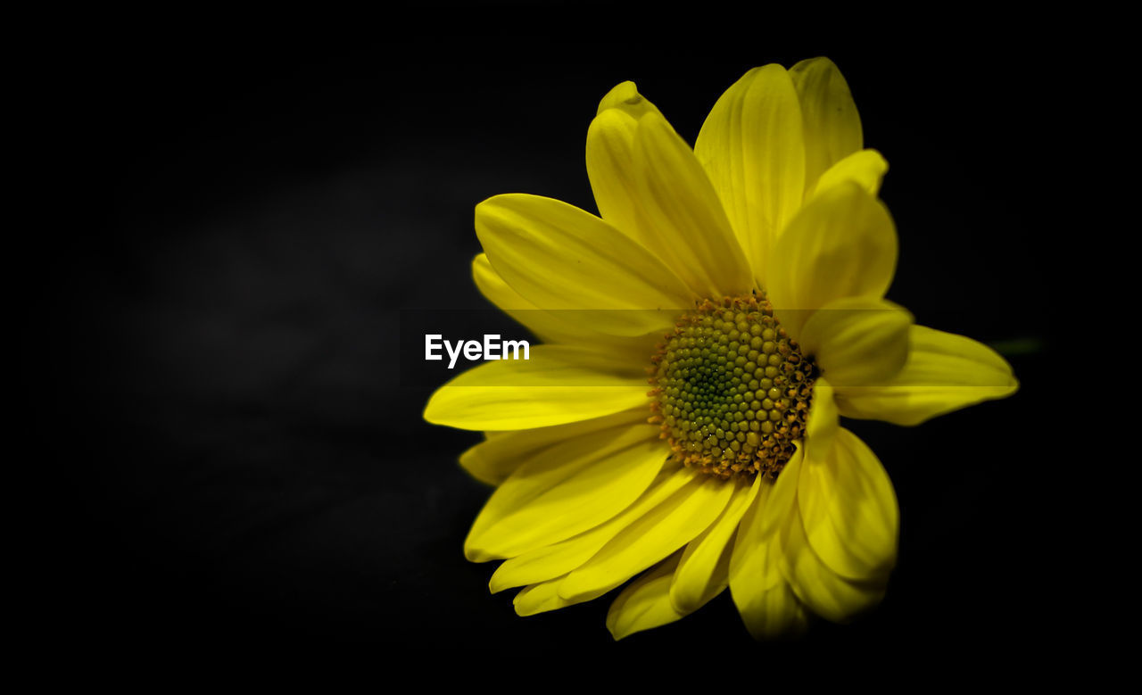 CLOSE-UP OF FRESH SUNFLOWER AGAINST BLACK BACKGROUND