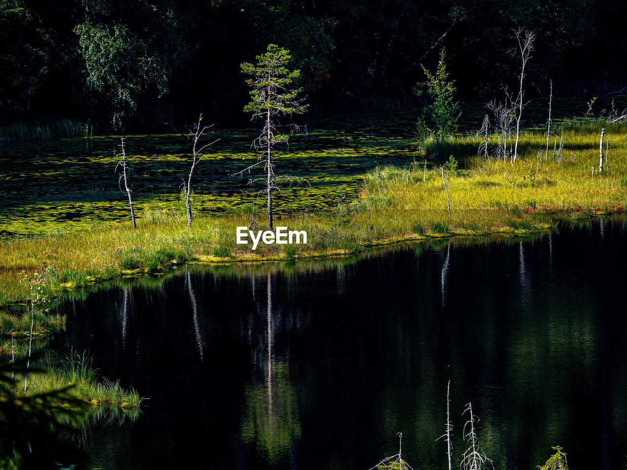 REFLECTION OF TREES IN LAKE AT NIGHT