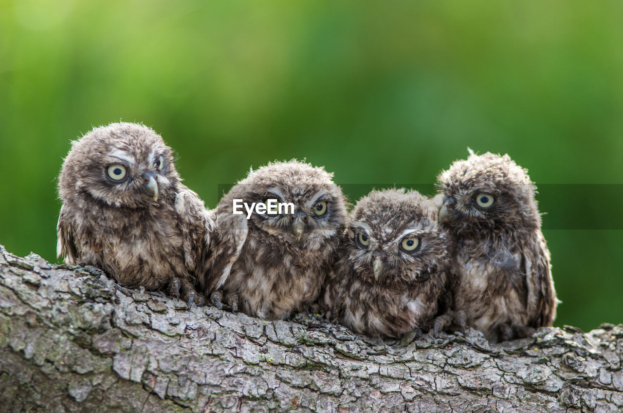 Close-up portrait owls on tree