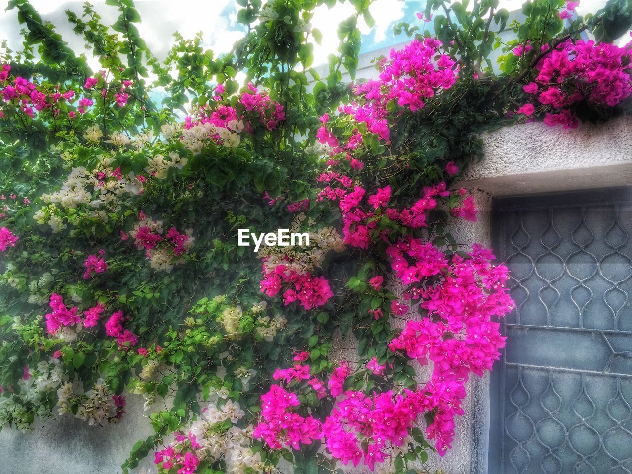 PINK FLOWERS BLOOMING IN PARK