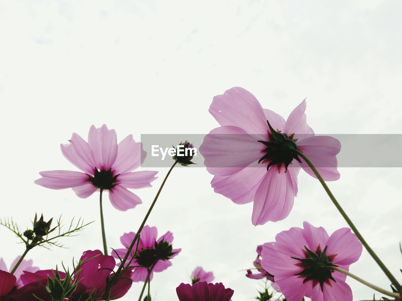 Low angle view of pink cosmos flowers blooming against sky