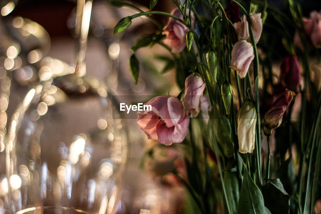 Close-up of pink roses by wineglasses