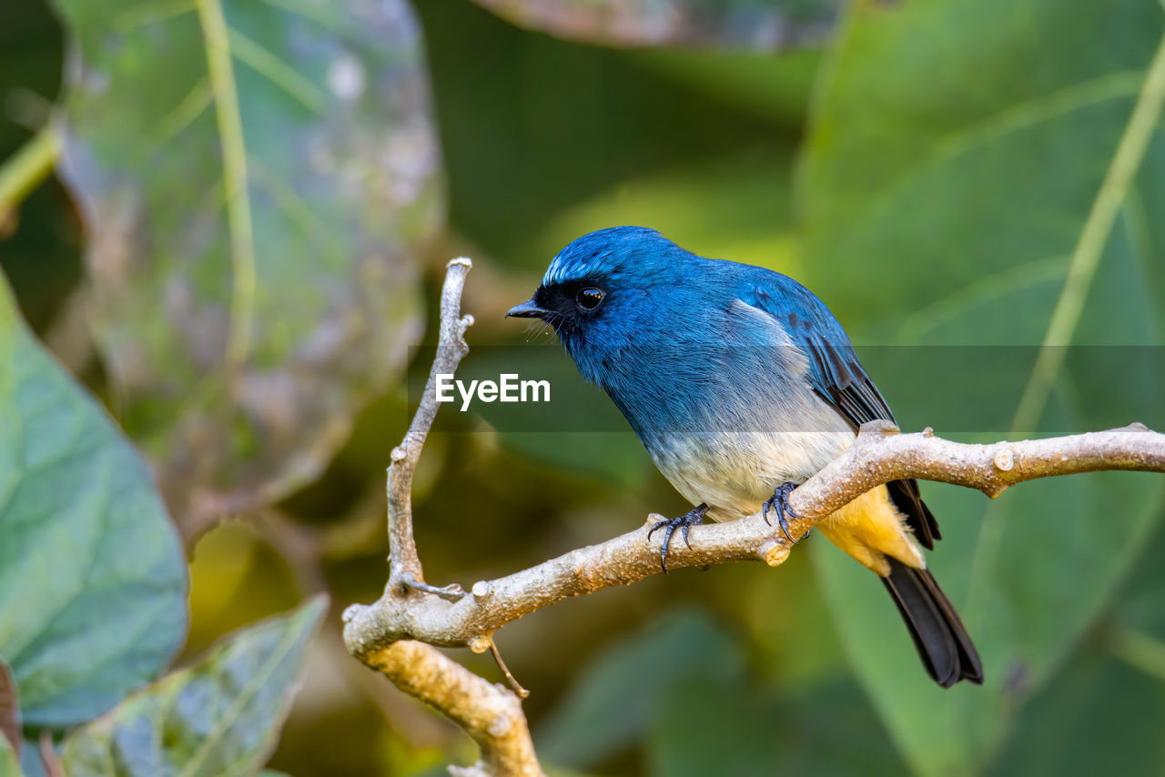 CLOSE-UP OF BIRD PERCHING ON TREE