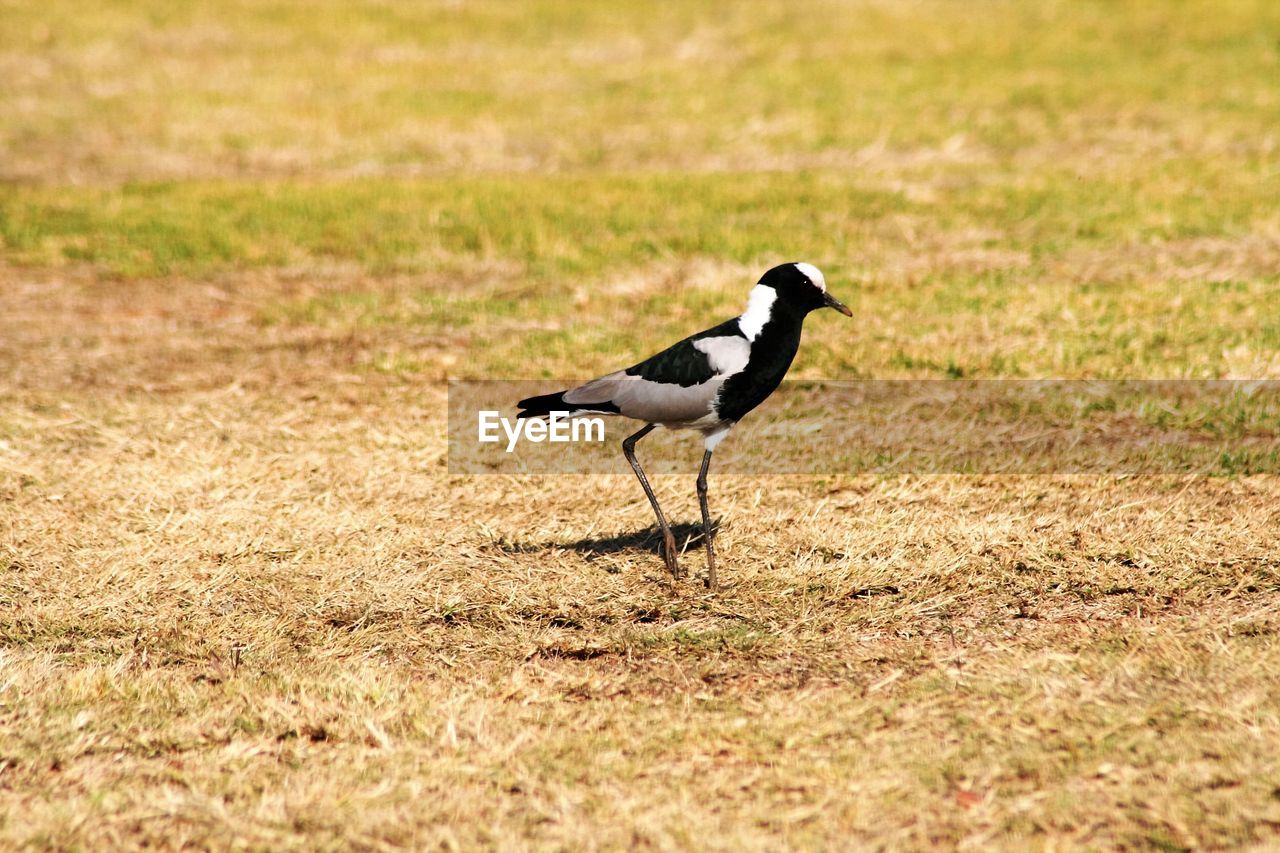 Bird on field