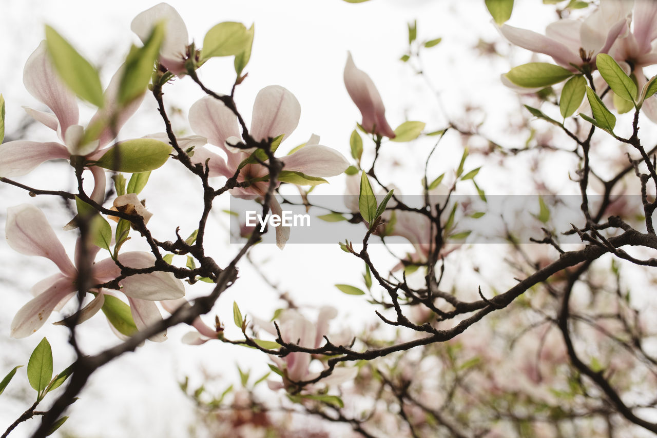 CLOSE-UP OF WHITE FLOWER TREE