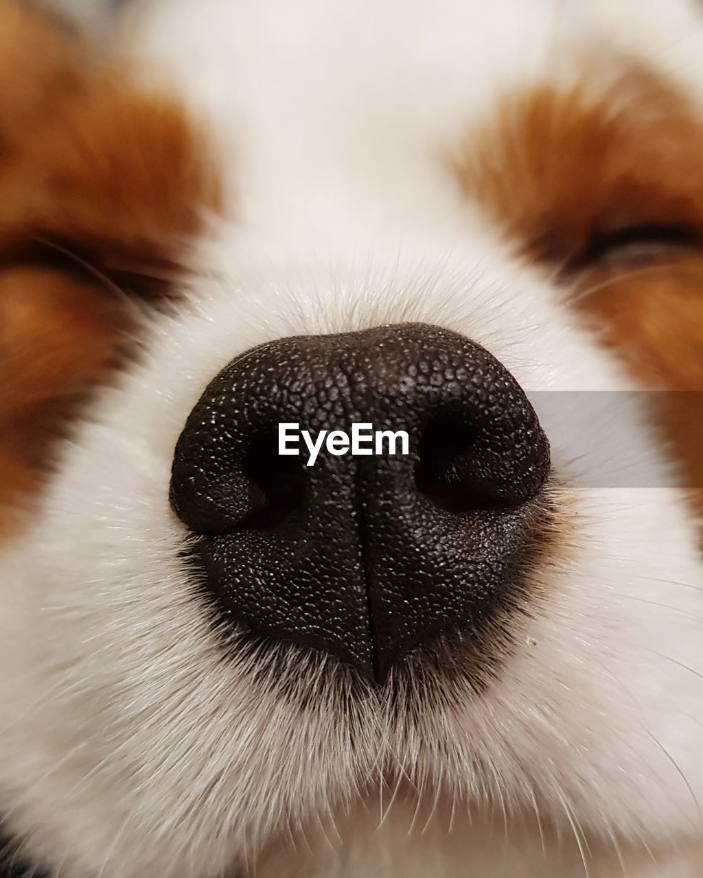 EXTREME CLOSE-UP OF A DOG