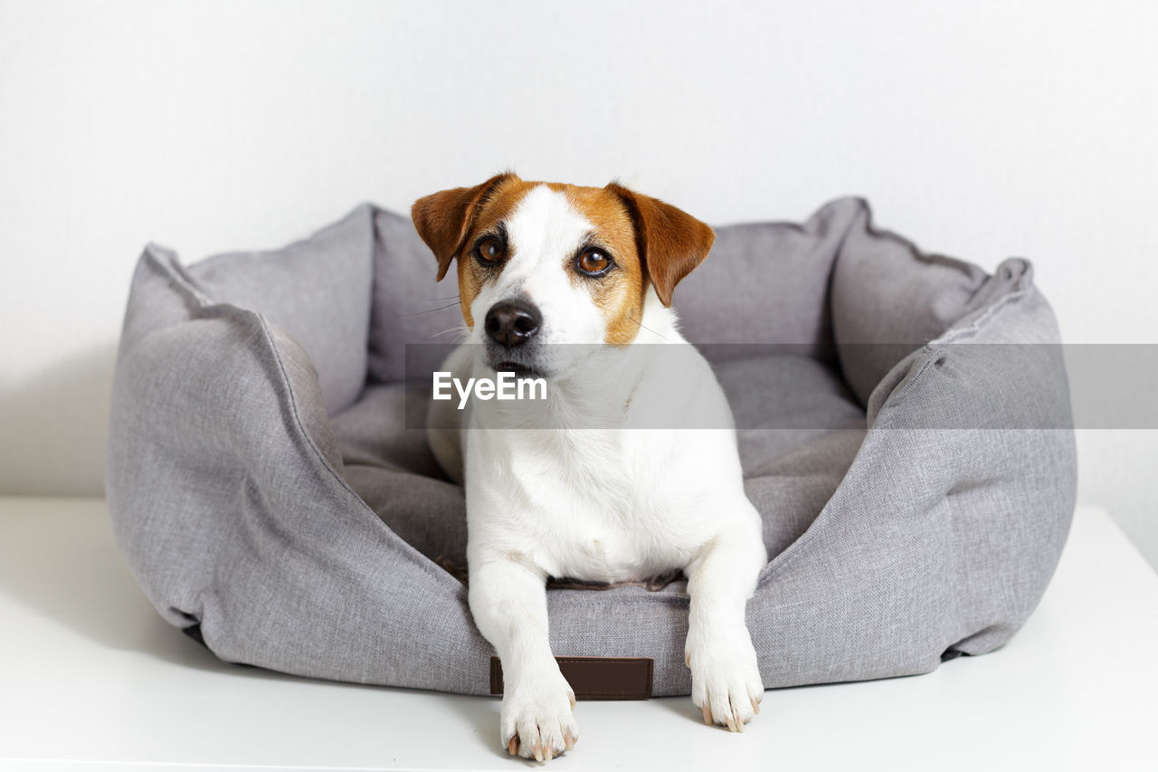 Portrait of cute dog jack russell terrier lying in pet bed and looking at camera