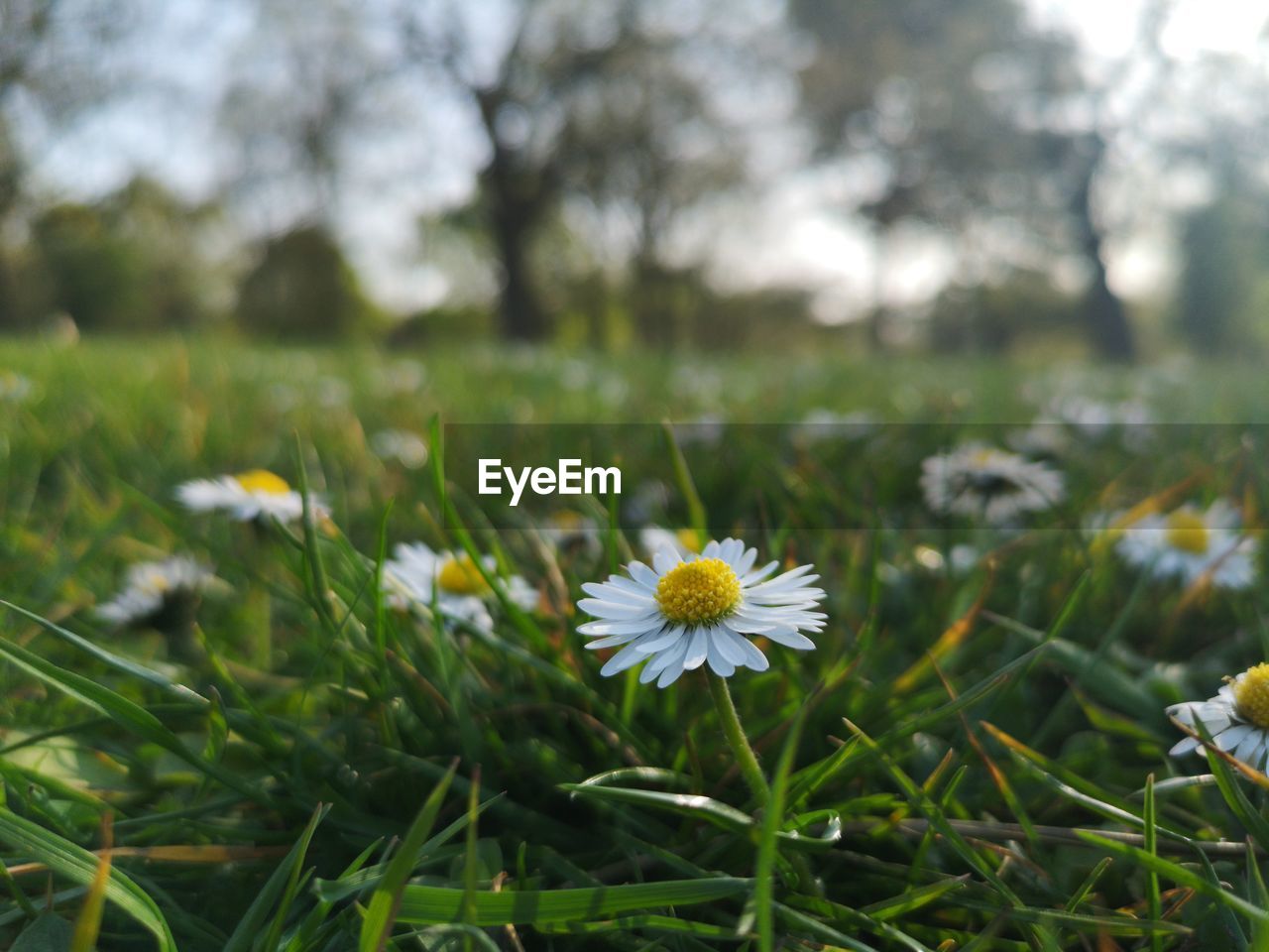 Close-up of daisy flowers on field