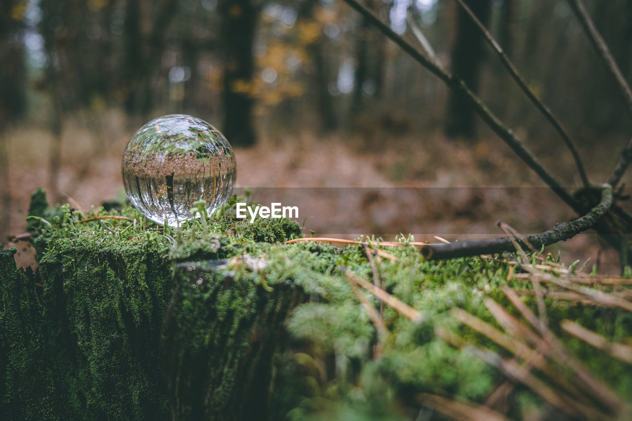 Glass transparent ball on a stump overgrown with moss. mystical forest