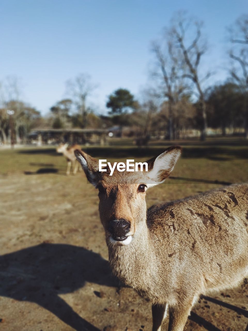 PORTRAIT OF SHEEP ON LAND