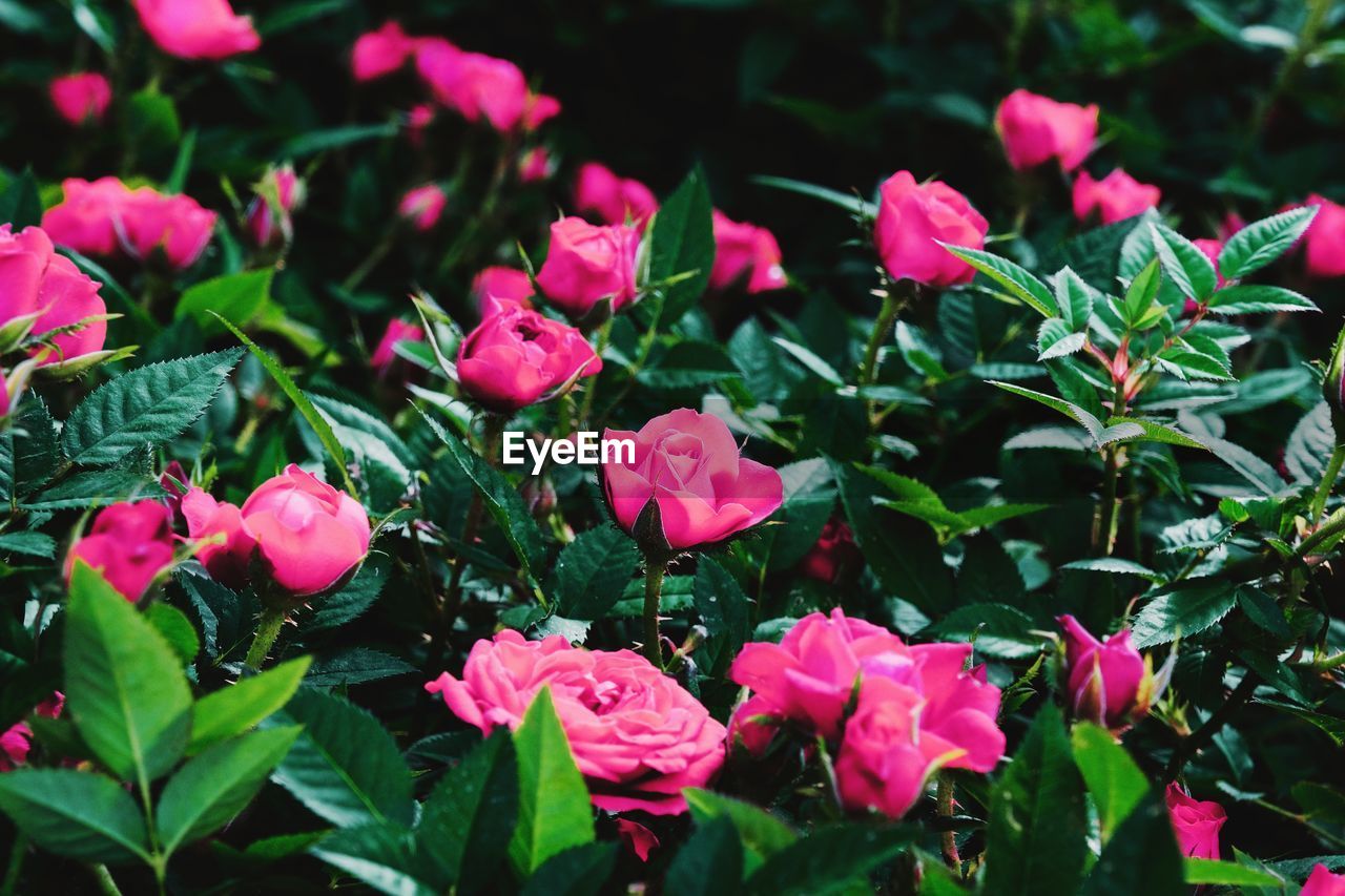 Close-up of pink flowering plants