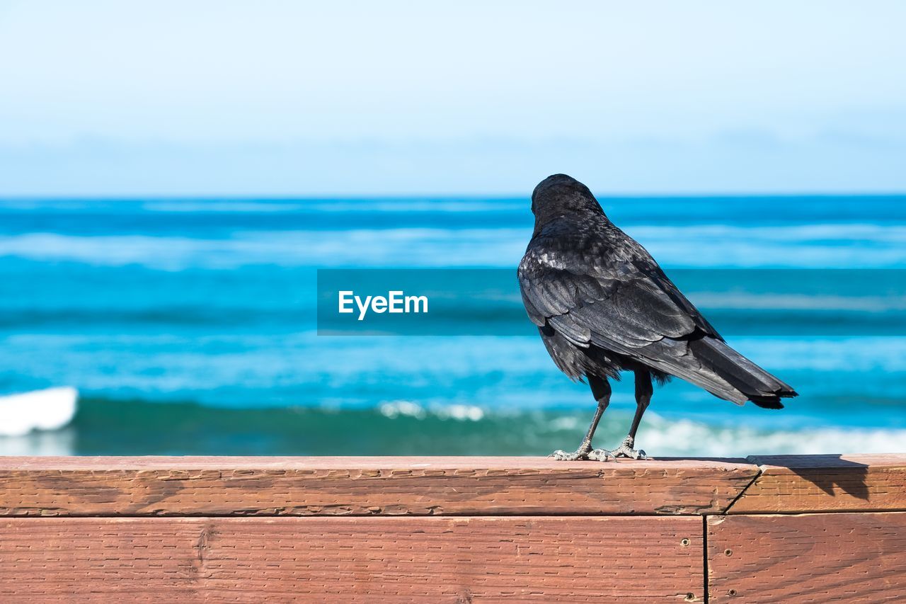 Raven on fence against sea
