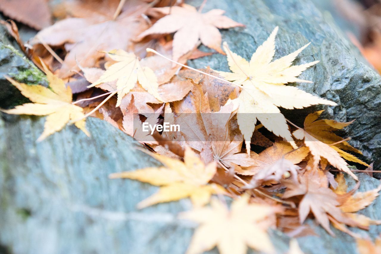 CLOSE-UP OF MAPLE LEAVES ON TREE