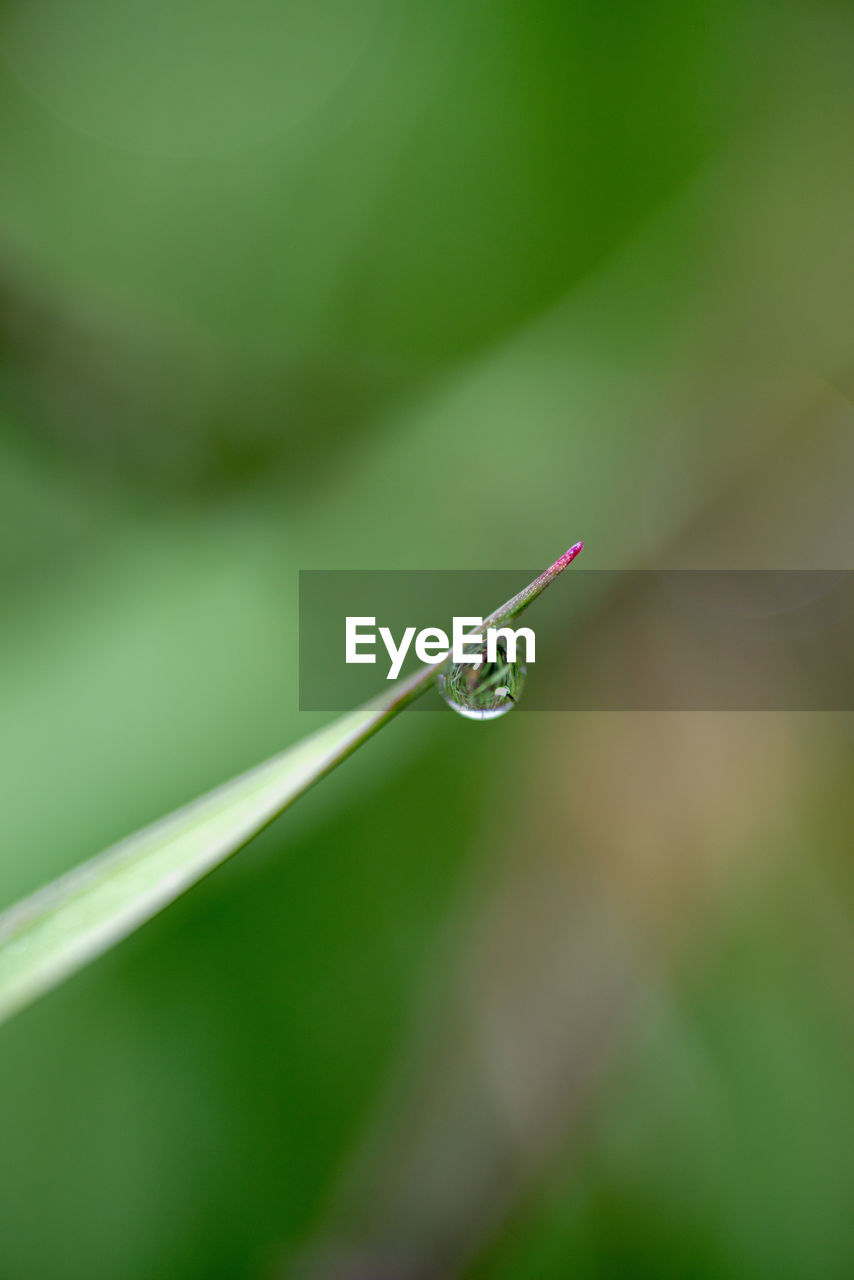 CLOSE-UP OF DEW ON GRASS