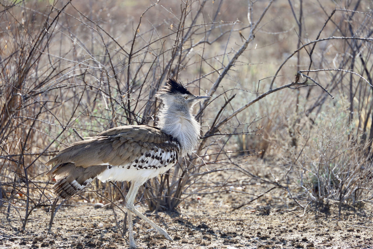 Etosha nationalpark 