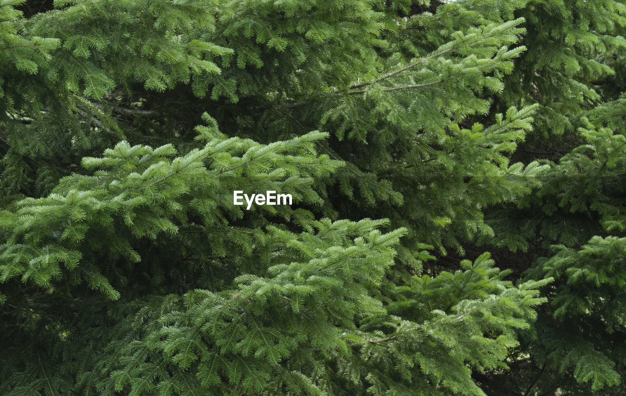 FULL FRAME SHOT OF FRESH GREEN PLANTS IN FOREST