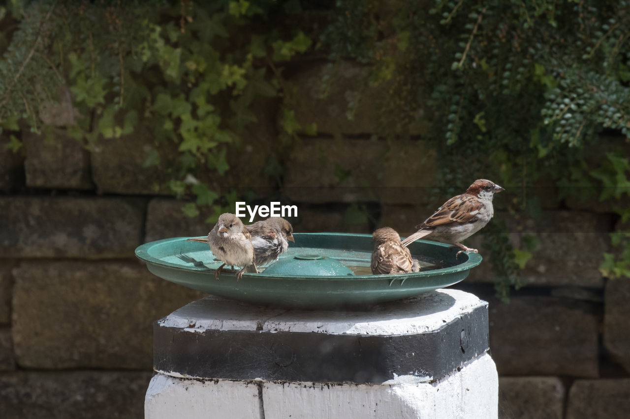 animal, animal themes, bird, animal wildlife, wildlife, nature, bird bath, sparrow, group of animals, day, no people, outdoors, water feature, water, two animals, focus on foreground