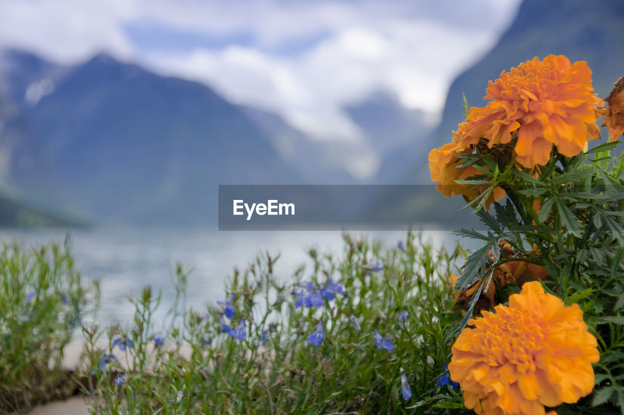 CLOSE-UP OF MARIGOLD FLOWERS AGAINST MOUNTAIN