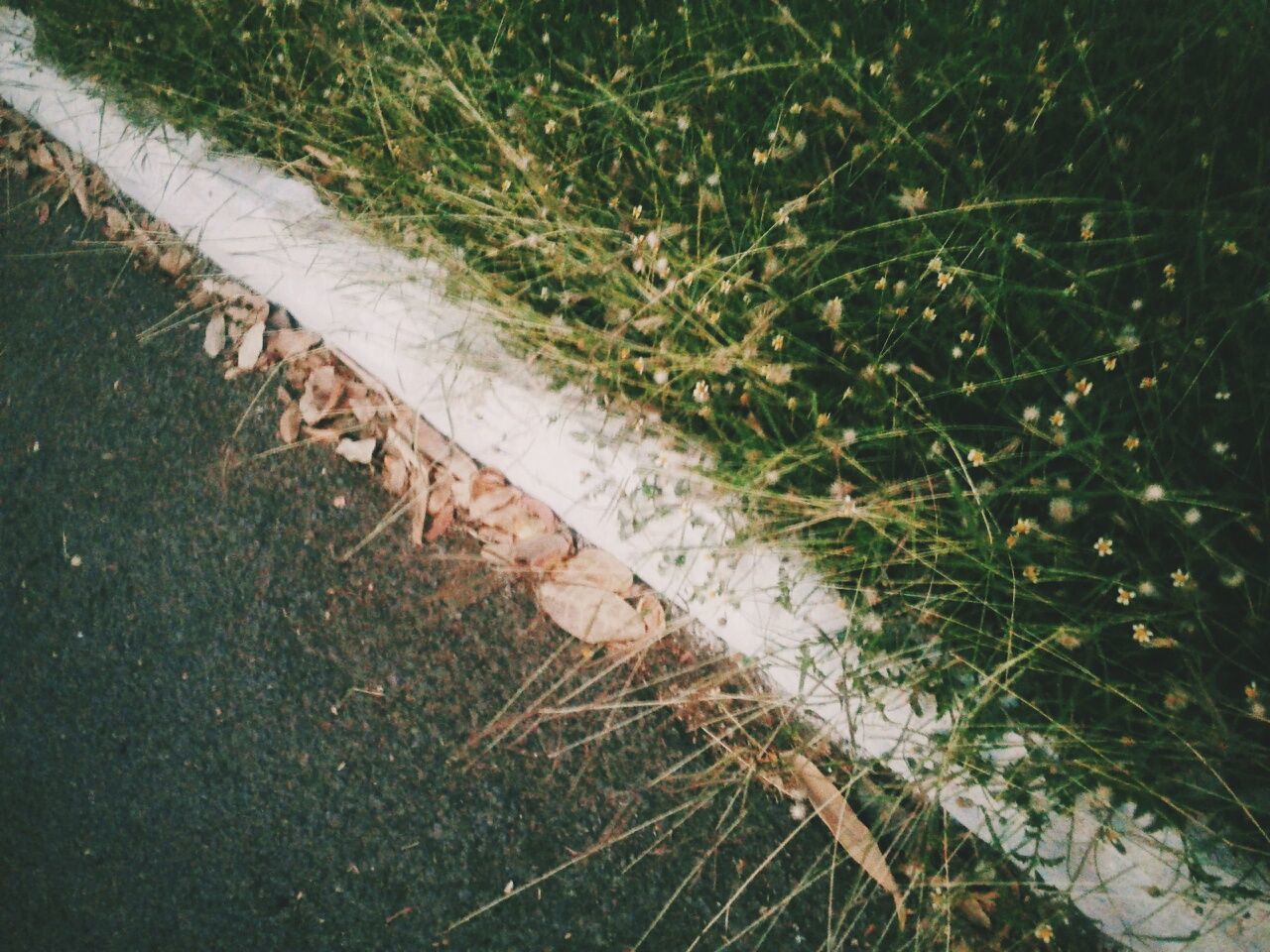 Plants growing on grassy field